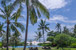 Villa Kailasha - towering coconut trees